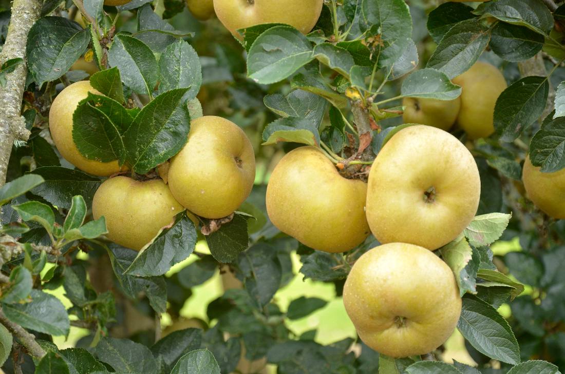 Vieille variété de pomme sur l'arbre