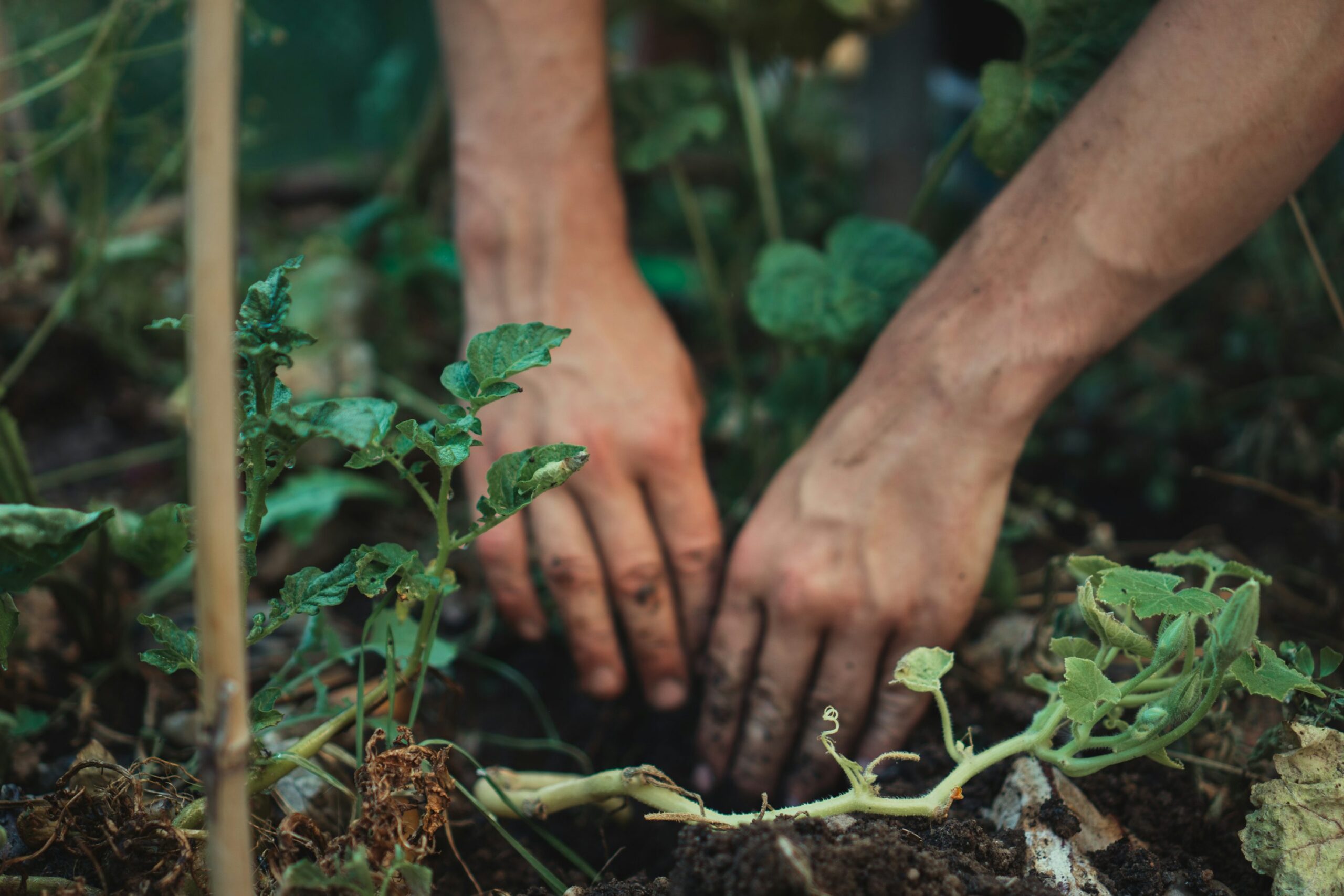 Plantation d'un jeune plant en pleine terre