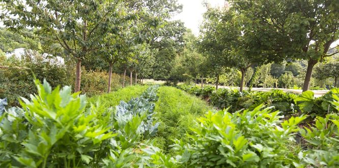 Rangs d'arbres et de légumes en pleine terre à la pépinière