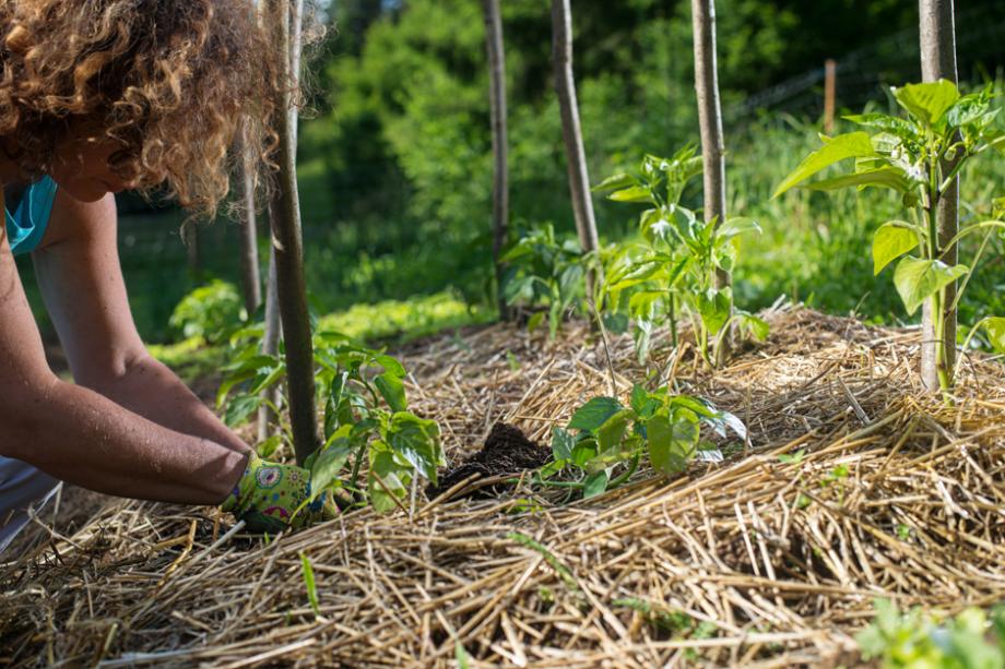 Paillage et entretien d'un jeune plant
